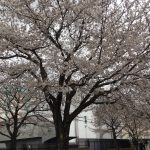 桜の咲く季節ですね(*^^*)